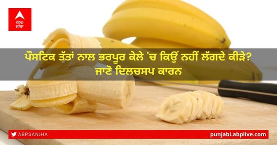 National Banana Day 2022: ਪੌਸਟਿਕ ਤੱਤਾਂ ਨਾਲ ਭਰਪੂਰ ਕੇਲੇ 'ਚ ਕਿਉਂ ਨਹੀਂ ਲੱਗਦੇ ਕੀੜੇ? ਜਾਣੋ ਦਿਲਚਸਪ ਕਾਰਨ