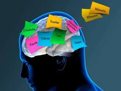 How Five Different Diseases Attack Language Areas In The Brain