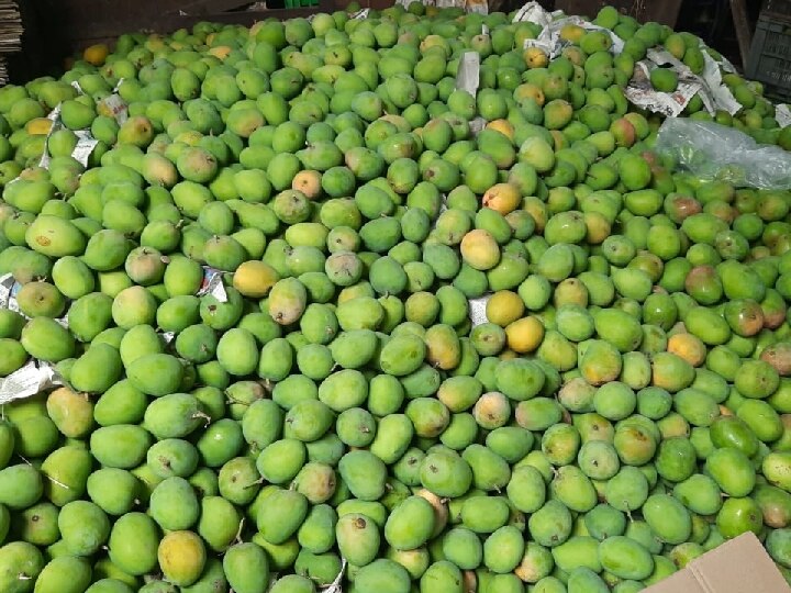 Mango Price: சேலத்தில் 50 முதல் 70 டன் வரை மாம்பழ விளைச்சல் குறைவு - மாம்பழங்கள் விலை உயரும் அபாயம்