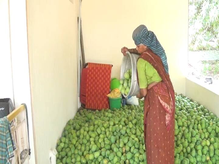 Mango Price: சேலத்தில் 50 முதல் 70 டன் வரை மாம்பழ விளைச்சல் குறைவு - மாம்பழங்கள் விலை உயரும் அபாயம்