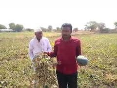 Watermelon News : धक्कादायक! अज्ञाताने अडीच एकर टरबुजावर फवारले तणनाशक, शेतकऱ्याच्या तोंडी आलेला घास हिरावला