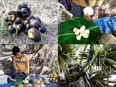 Benefits of Tadgola : पालघरमध्ये ताडगोळ्यांमुळे अनेकांना रोजगार, उन्हाळ्यात ताडगोळे खाण्याचे फायदे