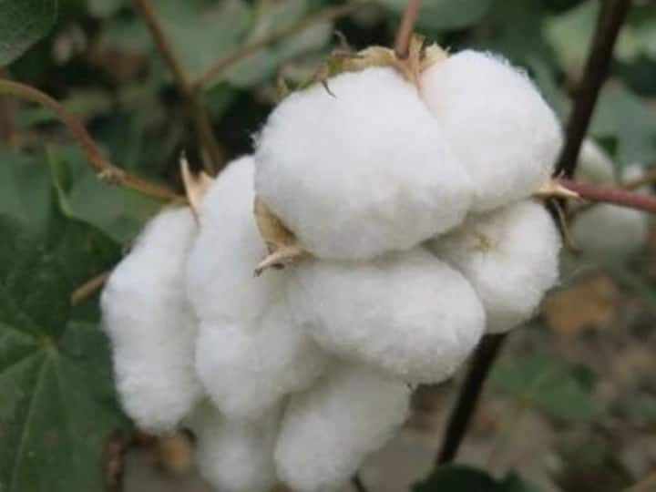 Cotton gets record price in Selu market, happy atmosphere among farmers Cotton Price News : पांढऱ्या सोन्याला झळाळी, सेलू उपबाजारपेठेत मिळाला विक्रमी दर, शेतकऱ्यांमध्ये आनंदाचे वातावरण