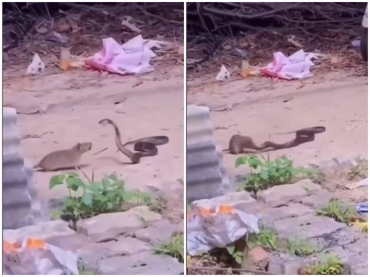 Instead of running away in fear mouse made snake its prey डरकर भागने के बजाय चुहे ने बनाया सांप को अपना शिकार, वीडियो वायरल