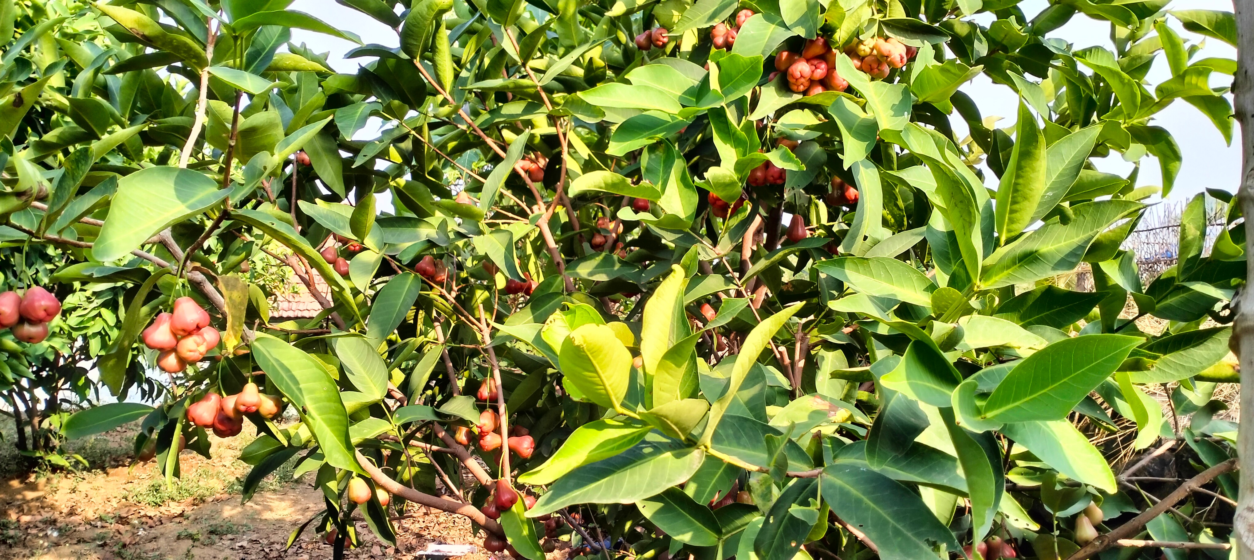 குளிர்பிரதேசங்களில் விளையும் பன்னீர் ஆப்பிளை தருமபுரியில் விளைவித்து அசத்தும் ஆசிரியர்