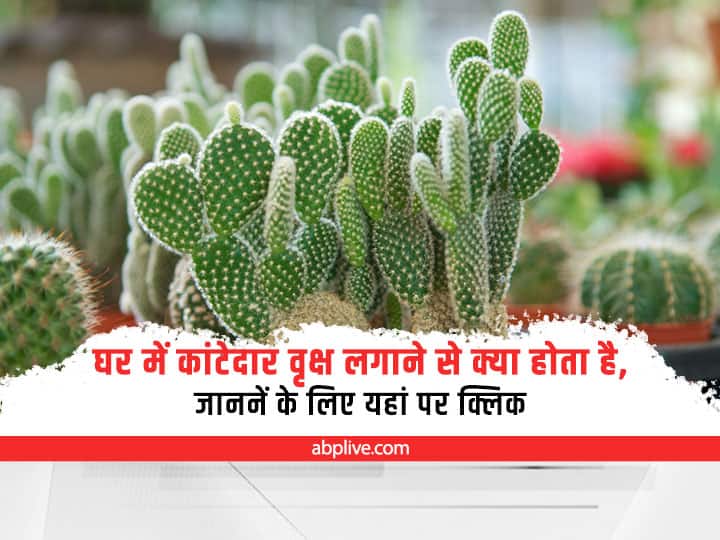 Vastu Dosha Home Remedies Know Why We Should not have plants with thorns Vastu Dosha: घर में कांटेदार पौधा लगाने से क्या होता है? नहीं जानते हैं तो जान लें