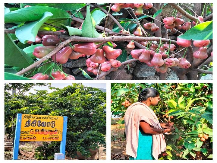 A teacher makes more profit by cultivating paneer apple in Dharmapuri district குளிர்பிரதேசங்களில் விளையும் பன்னீர் ஆப்பிளை தருமபுரியில் விளைவித்து அசத்தும் ஆசிரியர்