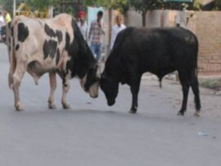 Uttar Pradesh government problem of stray cattle setting up cow sanctuaries in 30 districts Uttar Pradesh: छुट्टा पशुओं की समस्या से निपटने के लिए सरकार ने बनाई बड़ी योजना, 30 जिलों में करने जा रही ये काम
