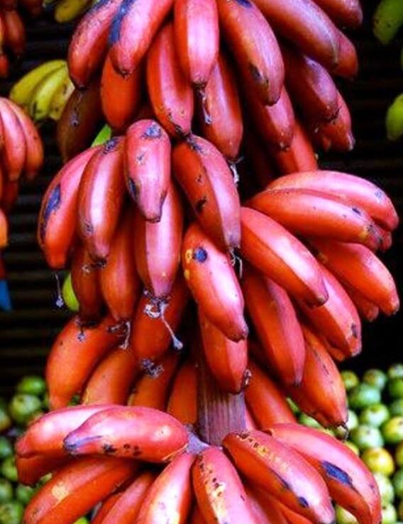 ரத்த சுத்திகரிப்பு, சிறுநீரக கல் தடுப்பு… செவ்வாழைப் பழத்தில் இவ்வளவு நன்மை இருக்கு!