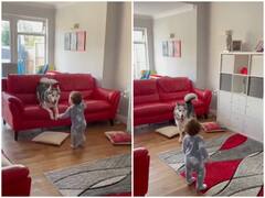 छोटे बच्चे के पास आते ही डॉगी को लगा डर, तुरंत भागकर बदली अपनी जगह