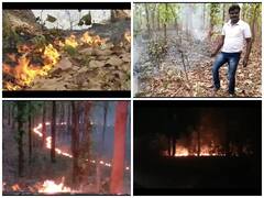 Fire in Jungle: छत्तीसगढ़ के जंगलों में एक तरफ भीषण आग, दूसरी तरफ हो रही पेड़ो की अंधाधुंध कटाई... हरियाली बचाने सामने आए पर्यावरण प्रेमी