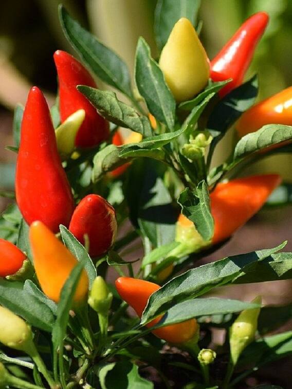 ढगाळ वातावरणाचा मिरचीला फटका