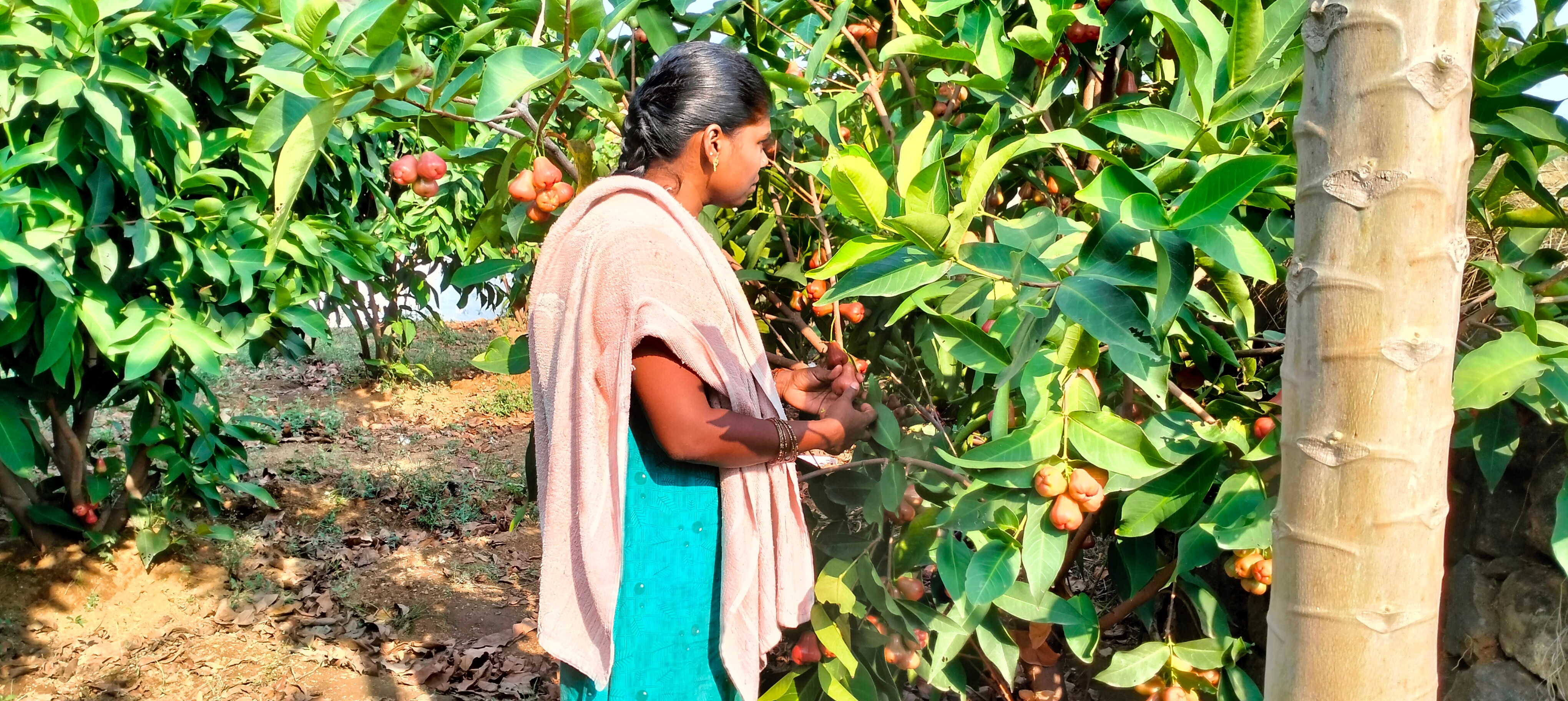 குளிர்பிரதேசங்களில் விளையும் பன்னீர் ஆப்பிளை தருமபுரியில் விளைவித்து அசத்தும் ஆசிரியர்