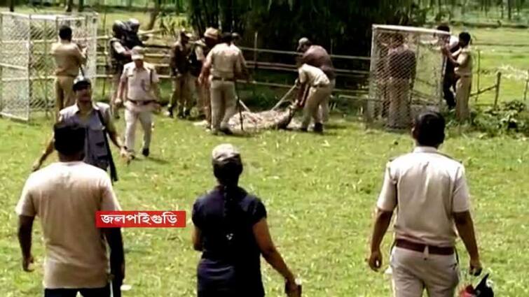 leopard got caught at last in Jalpaiguri with tranquilizer Jalpaiguri: ঘুমপাড়ানি গুলিতে কাবু জলপাইগুড়ির চিতাবাঘ, স্বস্তিতে এলাকাবাসী