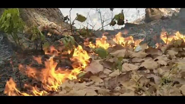 जंगलों में लगी आग और पेड़ों की कटाई को लेकर कुनकुरी विधायक एवं संसदीय सचिव युडी मिंज ने भी चिंता जाहिर की है.