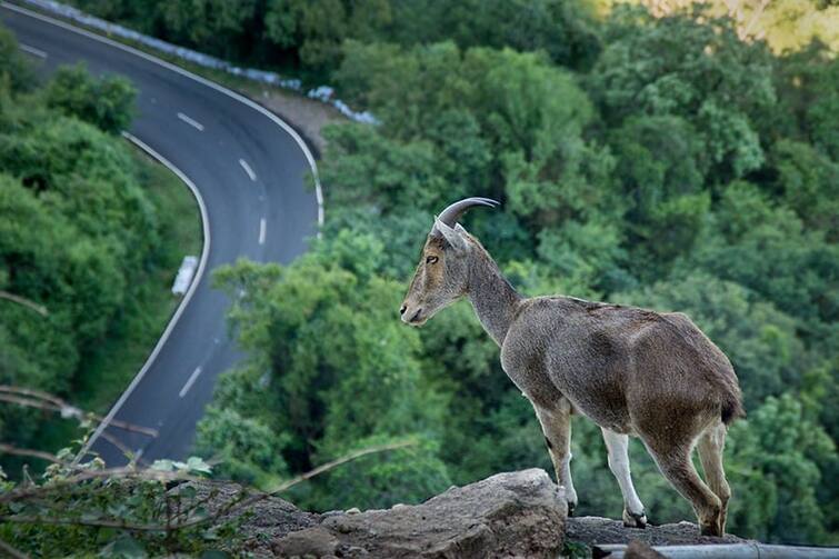 World Earth Day: mammals and the Western Ghats World Earth Day: மேற்குத் தொடர்ச்சி மலையின் உயர் பாலூட்டிகளைப் பாதுகாப்போம்.. பூமி தினப் பகிர்வு..