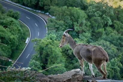 World Earth Day: mammals and the Western Ghats World Earth Day: மேற்குத் தொடர்ச்சி மலையின் உயர் பாலூட்டிகளைப் பாதுகாப்போம்.. பூமி தினப் பகிர்வு..