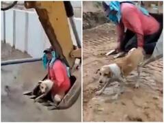 जान जोखिम में डाल शख्स ने बचाई कुत्ते की जिंदगी, दिल जीत रहा वीडियो