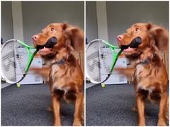 Viral: कुत्ते ने इस अंदाज में खेला टेनिस, गेंद को मारने से एक बार भी नहीं चूका, वीडियो वायरल