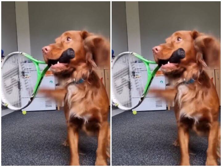Dog played tennis people forced to watch video again and again Viral: कुत्ते ने इस अंदाज में खेला टेनिस, गेंद को मारने से एक बार भी नहीं चूका, वीडियो वायरल