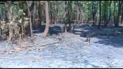 Fire in Jungle: छत्तीसगढ़ के जंगलों में एक तरफ भीषण आग, दूसरी तरफ हो रही पेड़ो की अंधाधुंध कटाई... हरियाली बचाने सामने आए पर्यावरण प्रेमी