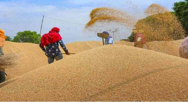 The government will send trade delegations abroad to explore the possibility of increasing wheat exports from India wheat News : जागतिक बाजारपेठेत भारतीय गव्हाला मागणी, निर्यात वाढवण्याच्या शक्यतांचा शोध घेण्यासाठी सरकार 'या' देशांमध्ये शिष्टमंडळे पाठवणार