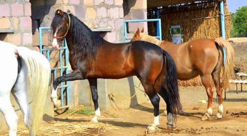 Nandurbar News Glanders disease outbreak in horses in Shahada taluka 5 km area declared as restricted zone Nandurbar News: नंदुरबारमधील शहादा तालुक्यात घोड्यांवर ग्लॅन्डर्स रोगाचा प्रादुर्भाव,  पाच किमीचा परिसर प्रतिबंधात्मक क्षेत्र म्हणून घोषित