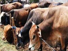 MP News: मध्य प्रदेश में अब गांव-गांव जाकर किया जाएगा पशुओं का इलाज, जानिए कितने मोबाइल पशु चिकित्सालय बनेंगे