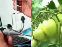 Kota News: दो आईआईटीयन का अनूठा स्टार्टअप, हवा में उगा रहे सब्जियां