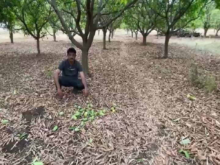 Untimely rains in Buldana, Washim and Ratnagiri, severe damage to mango crop Rain in Maharashtra : विदर्भासह कोकणातील काही भागात अवकाळी पाऊस, वाशिममध्ये आंबा उत्पादकांना फटका
