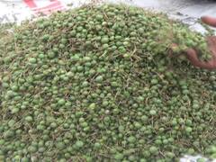 Rajasthan News: शेखावाटी का मेवा कहा जाने वाले कैर-सांगरी से लबालब हुए झाड़, विदेश में भी डिमांड