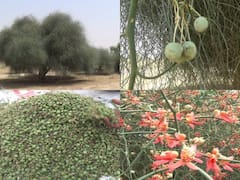 Rajasthan News: शेखावाटी का मेवा कहा जाने वाले कैर-सांगरी से लबालब हुए झाड़, विदेश में भी डिमांड