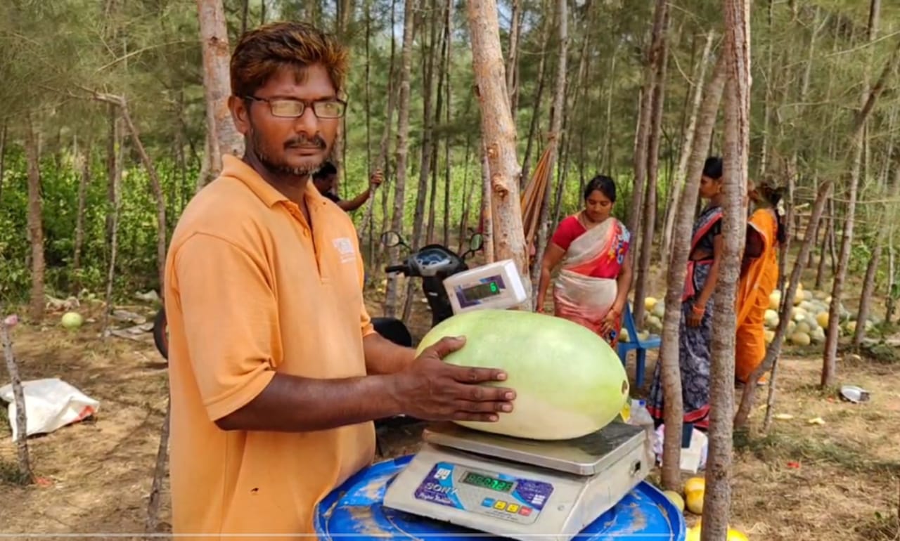 Konaseema Farmer: సముద్ర తీరంలో పండ్ల పంటలు, మైండ్ బ్లోయింగ్ రిజల్ట్స్ - పుచ్చకాయలు రంగుల్లో, ఇలా చేస్తే సాధ్యమే!