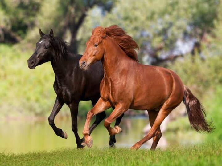 Punjab man buys black horse for Rs 23 lakh colour washes away to reveal red coat ரூ. 23 லட்சத்திற்கு வாங்கிய பளபளக்கும் கருப்பு குதிரை: வாங்கியவருக்கு காத்திருந்த அதிர்ச்சி...!