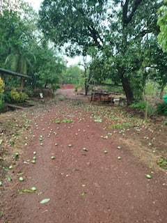 Unseasonal Rain : रत्नागिरीत अनेक भागात अवकाळी आणि गारपीट, आंबा उत्पादकांना फटका
