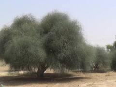 Rajasthan News: शेखावाटी का मेवा कहा जाने वाले कैर-सांगरी से लबालब हुए झाड़, विदेश में भी डिमांड