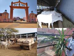 Jhunjhunu News: झुंझुनू में 'लखपति' हैं इस गौशाला की गायें, बैंक में है लाखों की एफडी