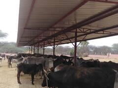 Jhunjhunu News: झुंझुनू में 'लखपति' हैं इस गौशाला की गायें, बैंक में है लाखों की एफडी