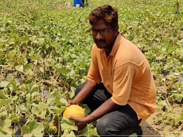 Konaseema district farmer cultivates fruits in beach getting ultimate results Konaseema Farmer: సముద్ర తీరంలో పండ్ల పంటలు, మైండ్ బ్లోయింగ్ రిజల్ట్స్ - పుచ్చకాయలు రంగుల్లో, ఇలా చేస్తే సాధ్యమే!
