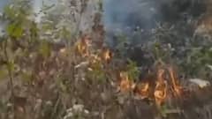 Dehradun: 8 जिलों में वनाग्नि को लेकर अलर्ट जारी, वन विभाग ने पराली और घास जलाने पर लगाई रोक