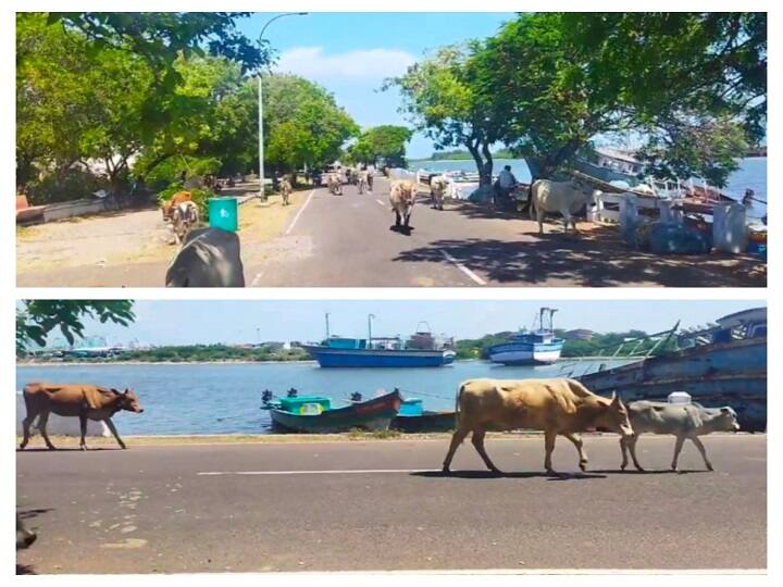 Karaikal beach turned into a cattle ranch Tourists  Request to take action மாடுகளின் இருப்பிடமாக மாறிப்போன காரைக்கால் கடற்கரை... சுற்றுலா பயணிகள் அச்சம்.. நடவடிக்கை எடுக்க கோரிக்கை.