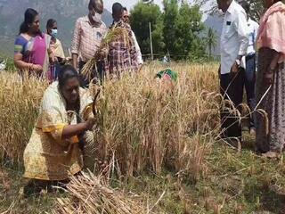 Dharmapuri District Collector engaged in harvesting work with farmers ஆய்வுக்கு சென்ற இடத்தில் விவசாயிகளுடன் சேர்ந்து அறுவடை பணியில் ஈடுபட்ட தருமபுரி மாவட்ட ஆட்சியர்