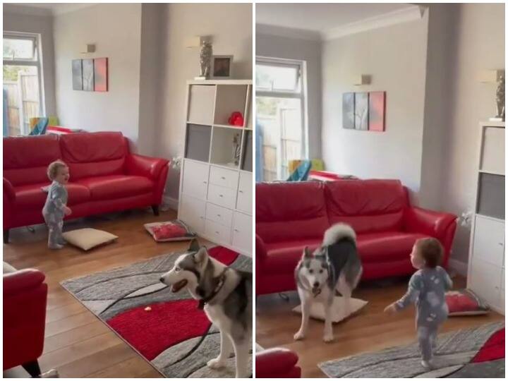 Watch: बच्चे के साथ मस्ती से खेलता नजर आया डॉगी, दिल जीत रहा वीडियो Doggy was seen playing fun with the child Watch: बच्चे के साथ मस्ती से खेलता नजर आया डॉगी, दिल जीत रहा वीडियो