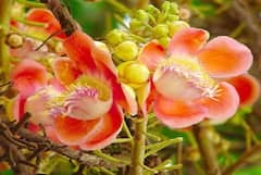 Money Flower: ઘરમાં લગાવો આ એક છોડ, ક્યારેય નહીં પડે રૂપિયાની તંગી, તિજોરી રહેશે રૂપિયાથી છલોછલ