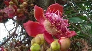 Money Flower: घर में लगा लें ये एक पौधा, कभी नहीं होगी धन की कमी, पैसों से भरी रहेगी तिजोरी astro tips for moeny flower keep nagkesar flower in home it will make you rich know more Money Flower: घर में लगा लें ये एक पौधा, कभी नहीं होगी धन की कमी, पैसों से भरी रहेगी तिजोरी