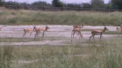 Churu Sanctuary: चुरू की ताल छापर सेंचुरी में बढ़ रहा है हिरणों का कुनबा, जानिए कितनी हुई संख्या