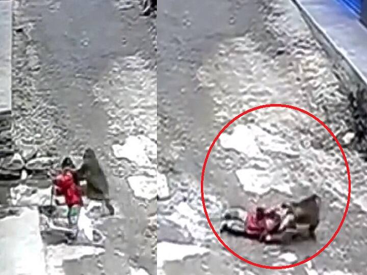 China Watch Video: 3 வயது சிறுமியை தரதரவென இழுத்துச் சென்ற குரங்கு! அதிர்ச்சி வீடியோ!