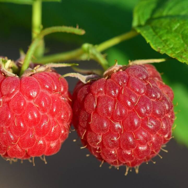 Raspberries-এ রয়েছে ভিটামিন, অ্যান্টি-অক্সিডেন্ট ও ফাইবার। এগুলি ফাইটোকেমিক্যাল সমৃদ্ধ। যা ত্বককে সুরক্ষা দেয়।