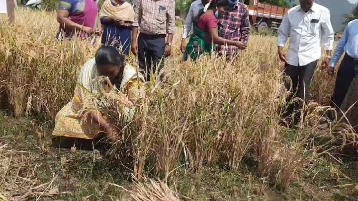 ஆய்வுக்கு சென்ற இடத்தில் விவசாயிகளுடன் சேர்ந்து அறுவடை பணியில் ஈடுபட்ட தருமபுரி மாவட்ட ஆட்சியர்