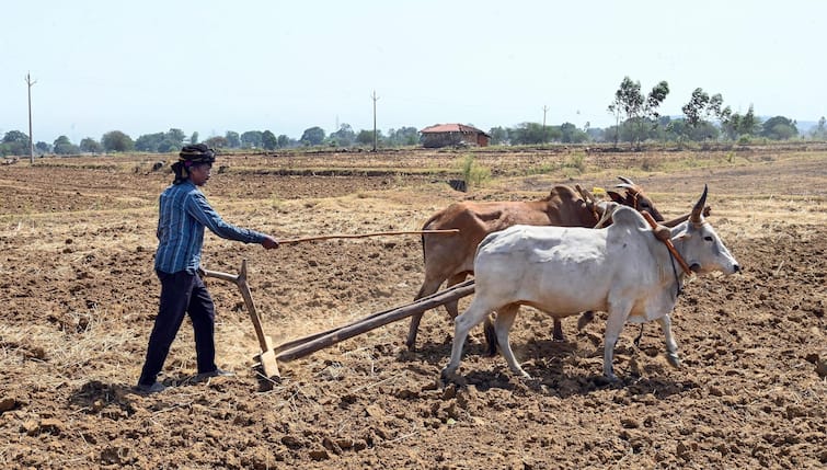 Farm Loan Waivers: NABARD reports farm loan waivers no panacea for farmers’ distress Farm Loan Waivers: દેવા માફીથી ખેડૂતોની હાલત નથી સુધરતી, વધુ દેવાદાર બનવાની રહે છે સંભાવનાઃ રિપોર્ટ